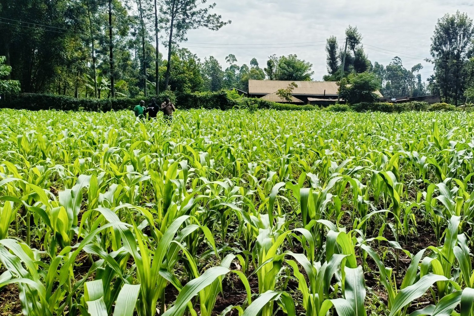 This Kenyan Company is Using Regenerative Farming to Reduce Global Textile&nbsp;Waste