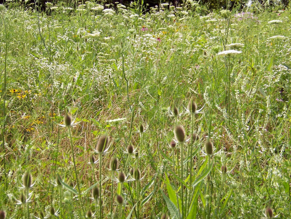 When Weeds Are Actually a Sign of Healthy Soil