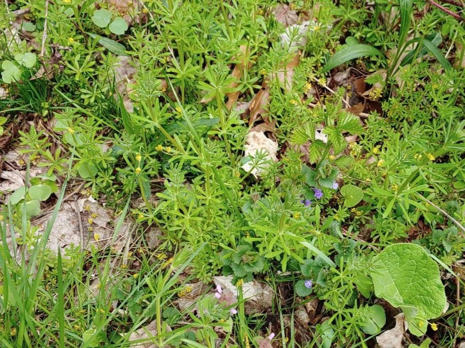What Your Weeds Are Trying to Tell&nbsp;You