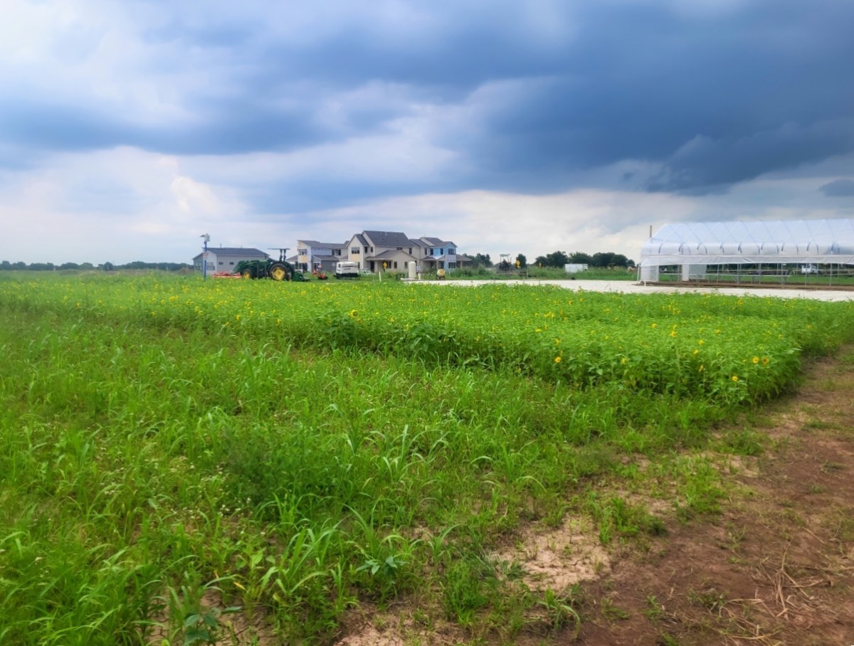 Before You Pull It, Read It: A Field Guide to Three Common Indicator&nbsp;Weeds